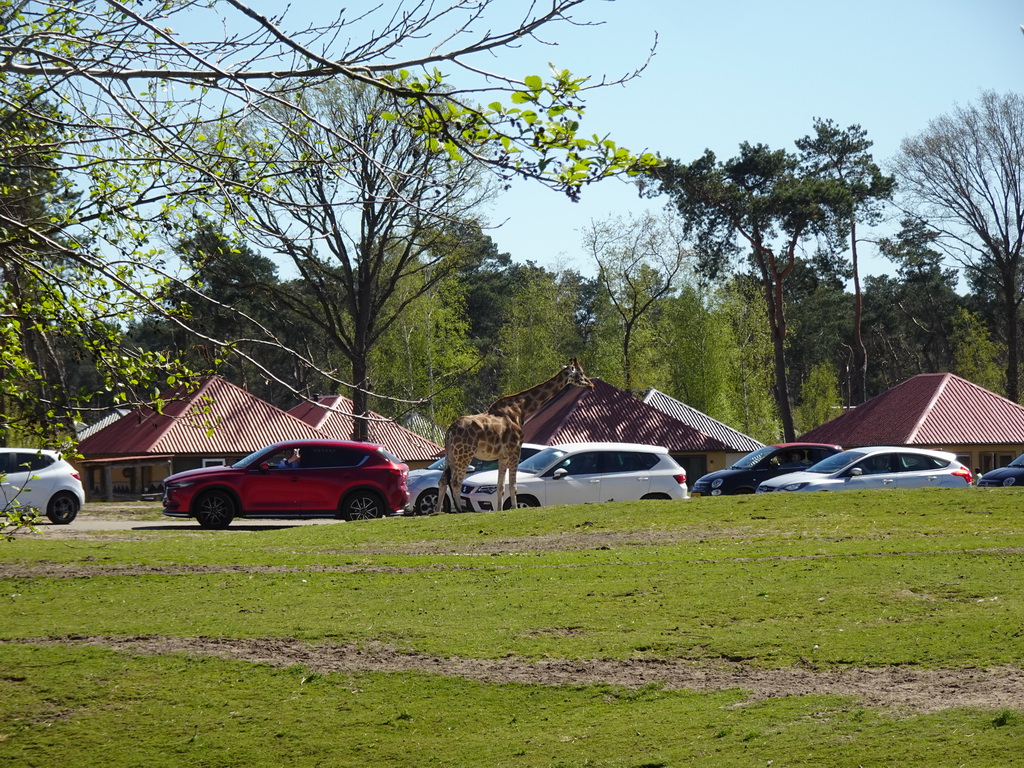 Rothschild`s Giraffe and cars doing the Autosafari at the Safaripark Beekse Bergen, viewed from the playground near the Hamadryas Baboons