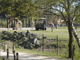 Jeep, Rothschild`s Giraffes, Grévy`s Zebras and cars doing the Autosafari at the Safaripark Beekse Bergen, viewed from the playground near the Hamadryas Baboons