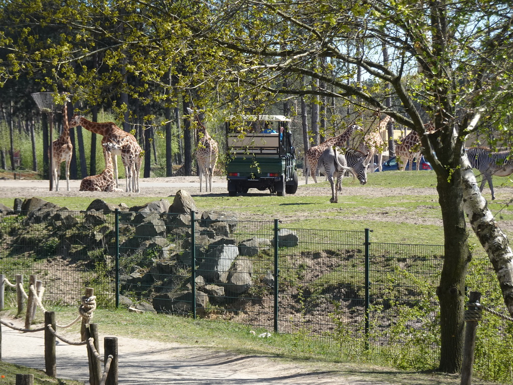 Jeep, Rothschild`s Giraffes, Grévy`s Zebras and cars doing the Autosafari at the Safaripark Beekse Bergen, viewed from the playground near the Hamadryas Baboons