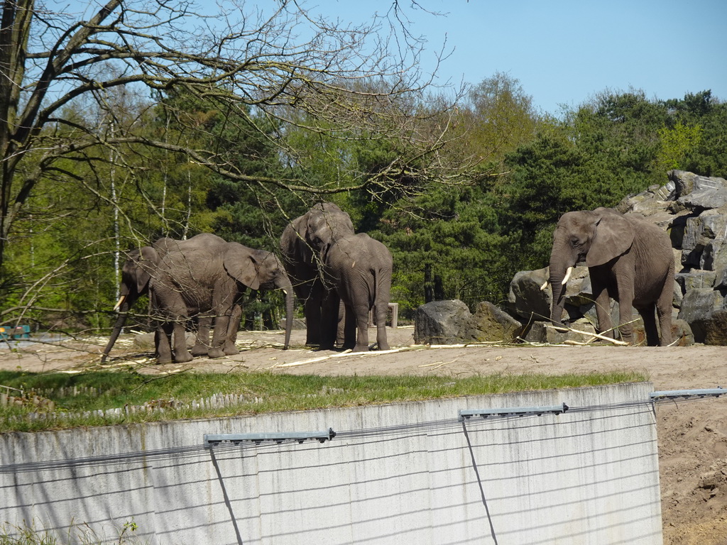 African Elephants at the Safaripark Beekse Bergen