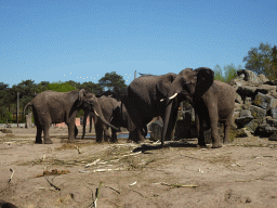 African Elephants at the Safaripark Beekse Bergen