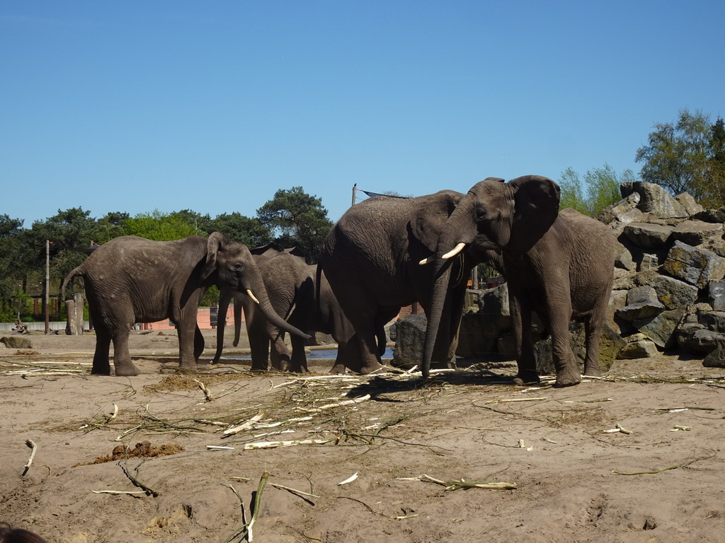 African Elephants at the Safaripark Beekse Bergen