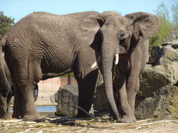 African Elephants at the Safaripark Beekse Bergen