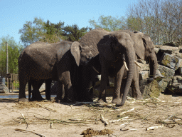 African Elephants at the Safaripark Beekse Bergen