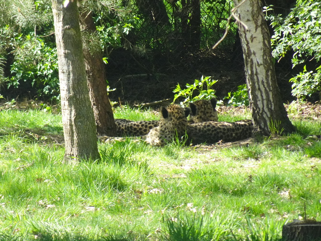 Cheetahs at the Safaripark Beekse Bergen