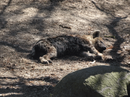 African Wild Dog at the Safaripark Beekse Bergen