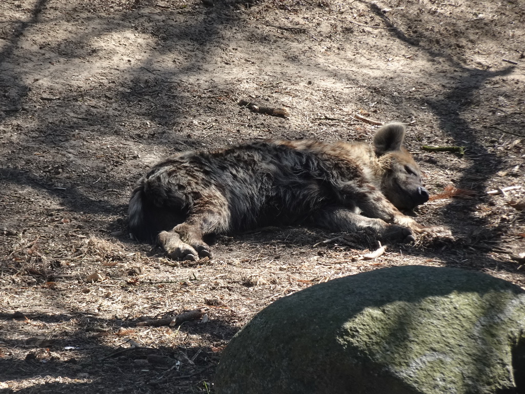 African Wild Dog at the Safaripark Beekse Bergen