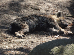 African Wild Dog at the Safaripark Beekse Bergen