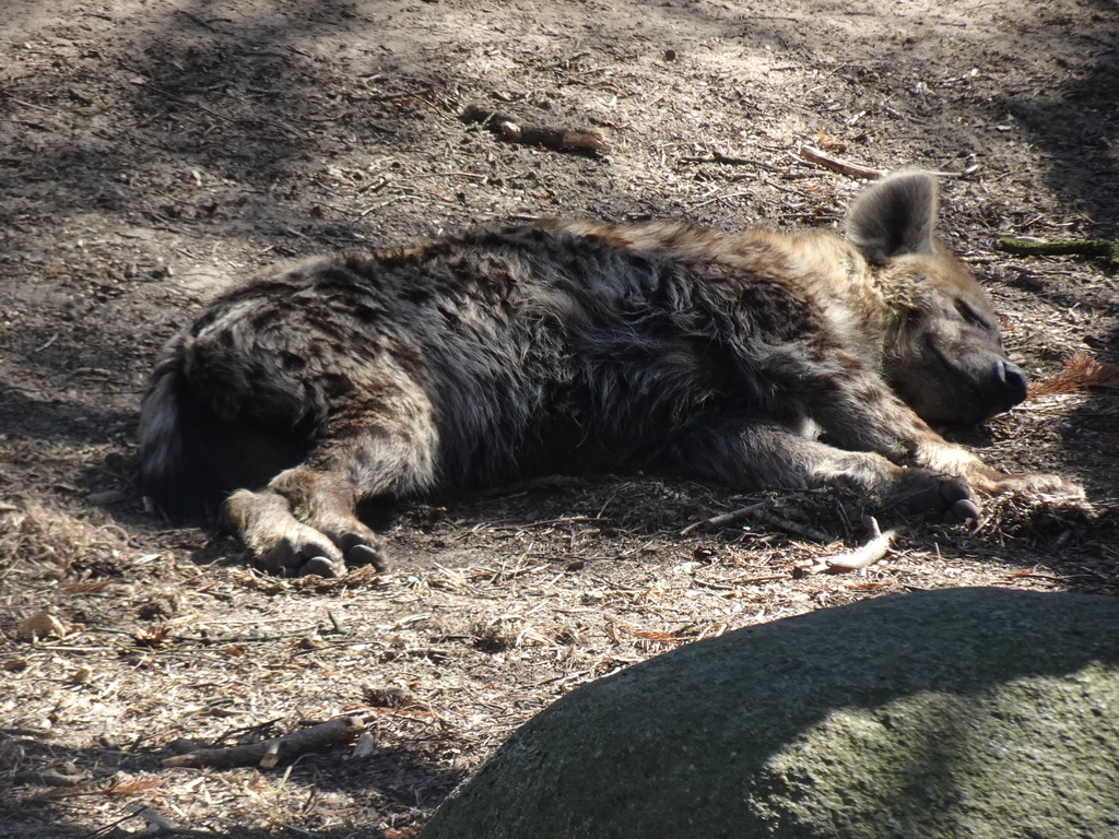 African Wild Dog at the Safaripark Beekse Bergen