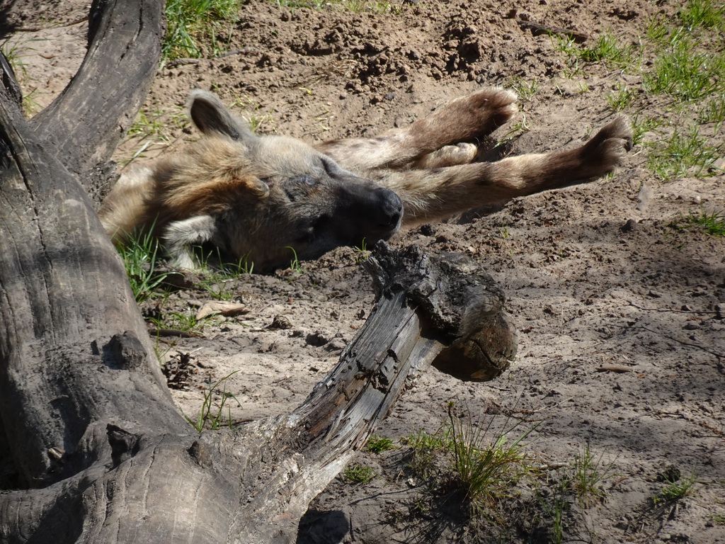 African Wild Dog at the Safaripark Beekse Bergen