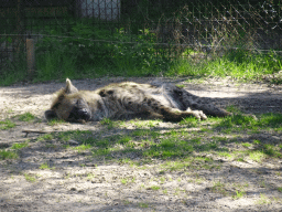 African Wild Dog at the Safaripark Beekse Bergen