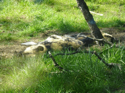 African Wild Dogs at the Safaripark Beekse Bergen