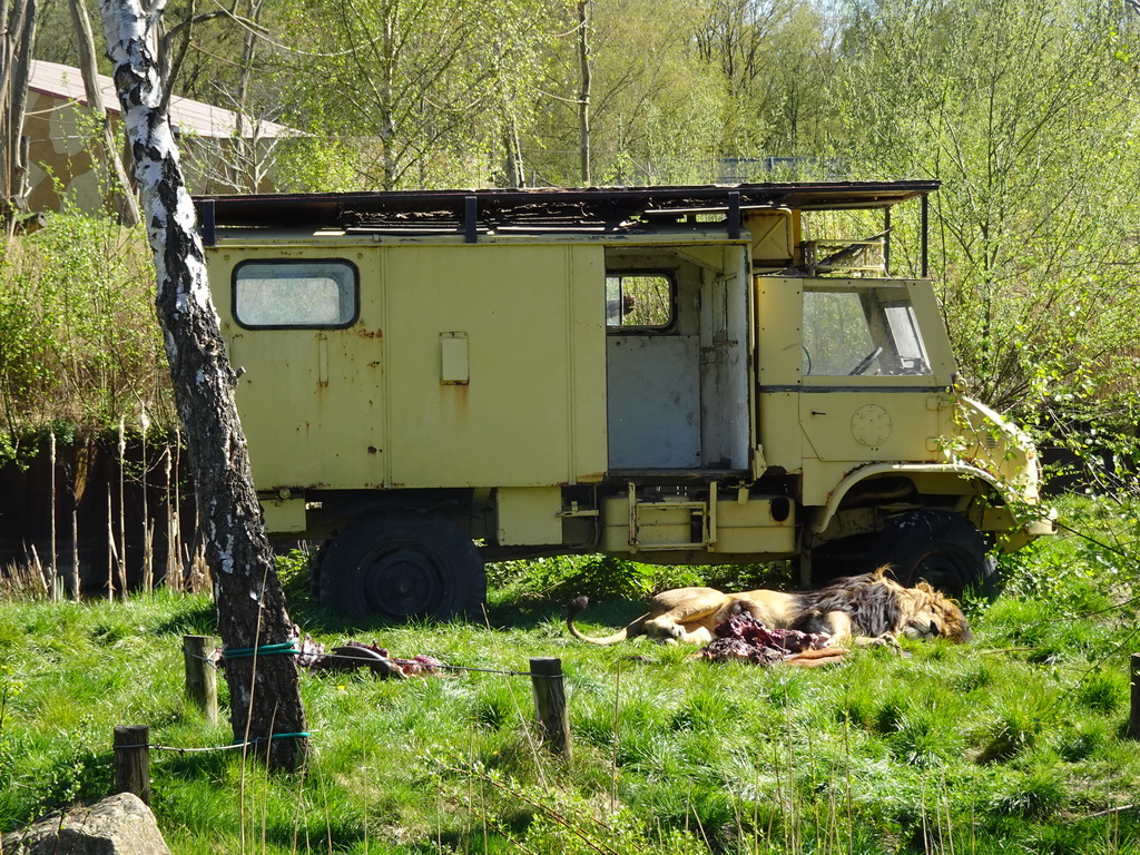 Jeep and Lion at the Safaripark Beekse Bergen