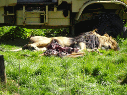 Lion at the Safaripark Beekse Bergen