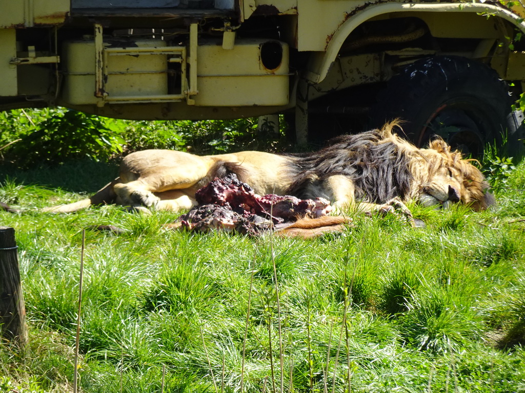 Lion at the Safaripark Beekse Bergen