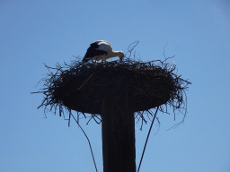 Stork in its nest at the Safaripark Beekse Bergen