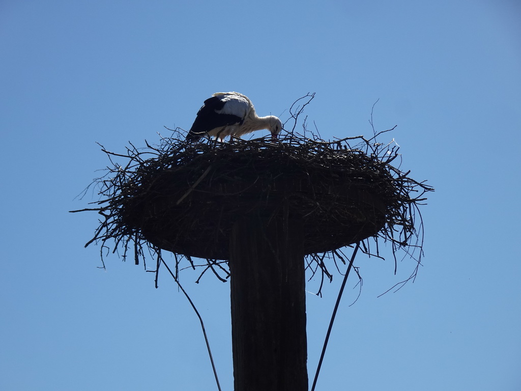 Stork in its nest at the Safaripark Beekse Bergen
