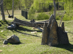 Black Crested Mangabeys and Western Lowland Gorilla at the Safaripark Beekse Bergen