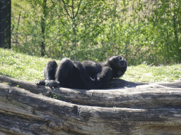 Western Lowland Gorilla at the Safaripark Beekse Bergen