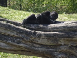 Western Lowland Gorilla at the Safaripark Beekse Bergen