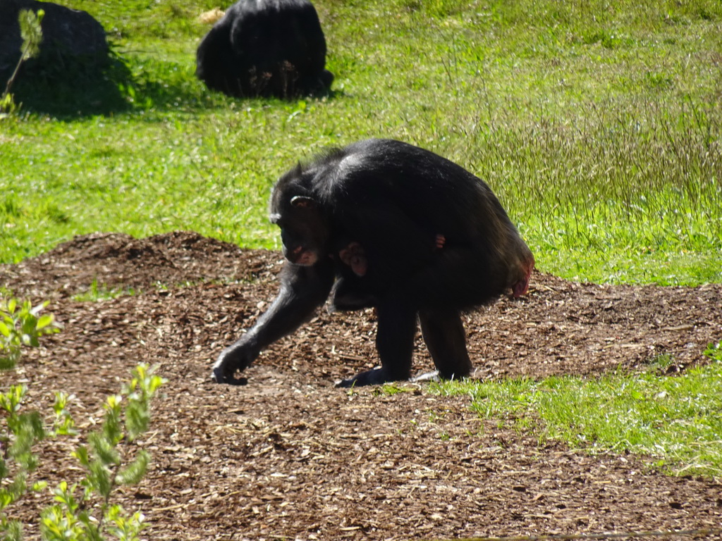 Chimpanzees at the Safaripark Beekse Bergen