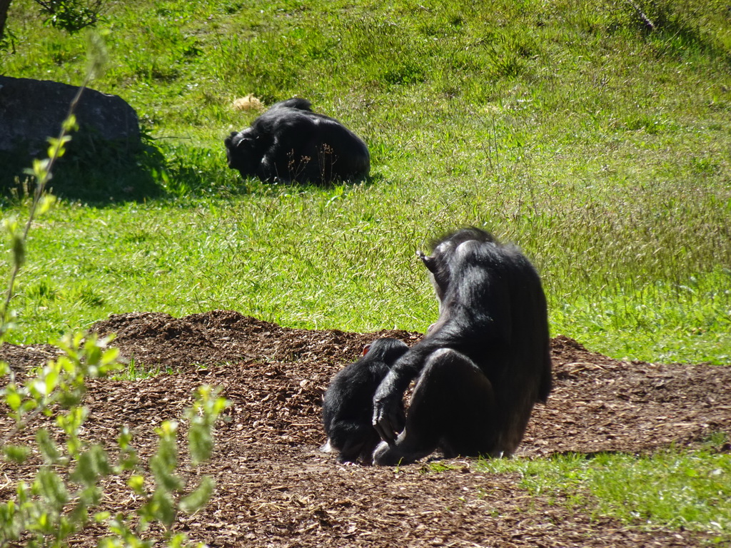 Chimpanzees at the Safaripark Beekse Bergen