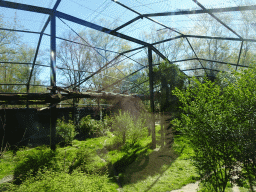 Persian Leopard at the Safaripark Beekse Bergen