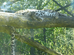 Persian Leopard at the Safaripark Beekse Bergen