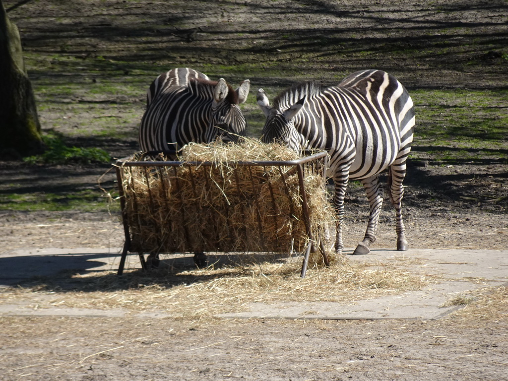 Grévy`s Zebras at the Safaripark Beekse Bergen