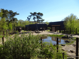 African Elephants at the Safaripark Beekse Bergen