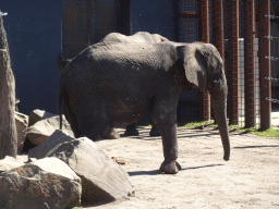 African Elephants at the Safaripark Beekse Bergen