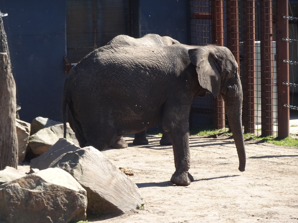 African Elephants at the Safaripark Beekse Bergen