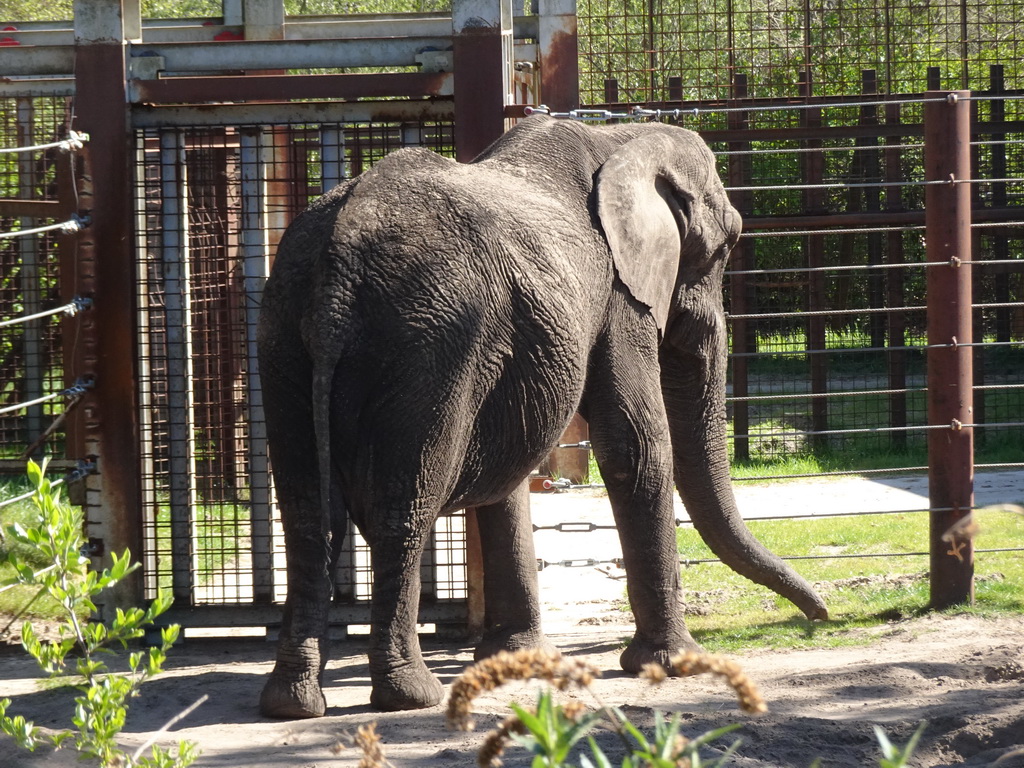 African Elephant at the Safaripark Beekse Bergen