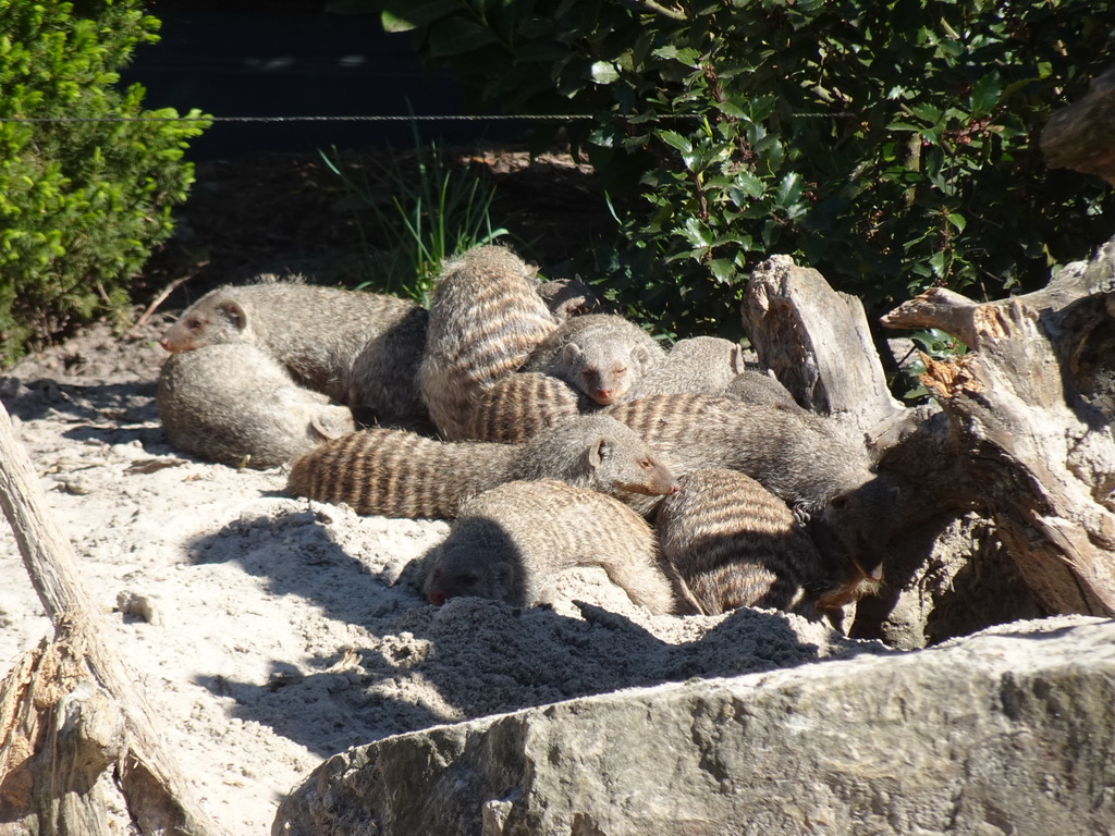 Banded Mongooses at the Safaripark Beekse Bergen