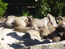 Banded Mongooses at the Safaripark Beekse Bergen
