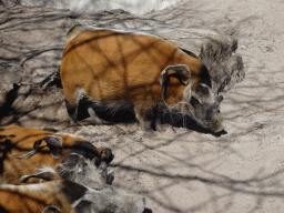 Red River Hogs at the Safaripark Beekse Bergen