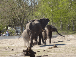 African Elephants at the Safaripark Beekse Bergen