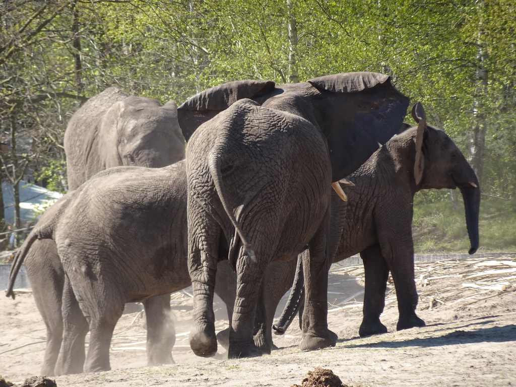 African Elephants at the Safaripark Beekse Bergen