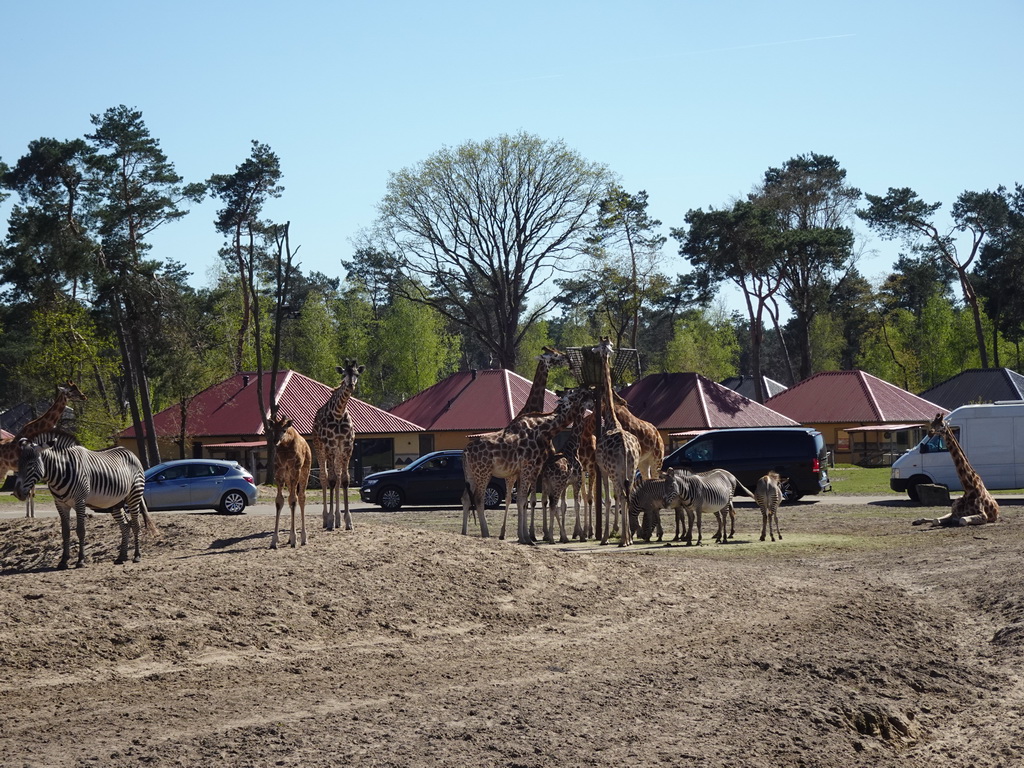 Rothschild`s Giraffes, Grévy`s Zebras and cars doing the Autosafari at the Safaripark Beekse Bergen, viewed from the playground near the Hamadryas Baboons