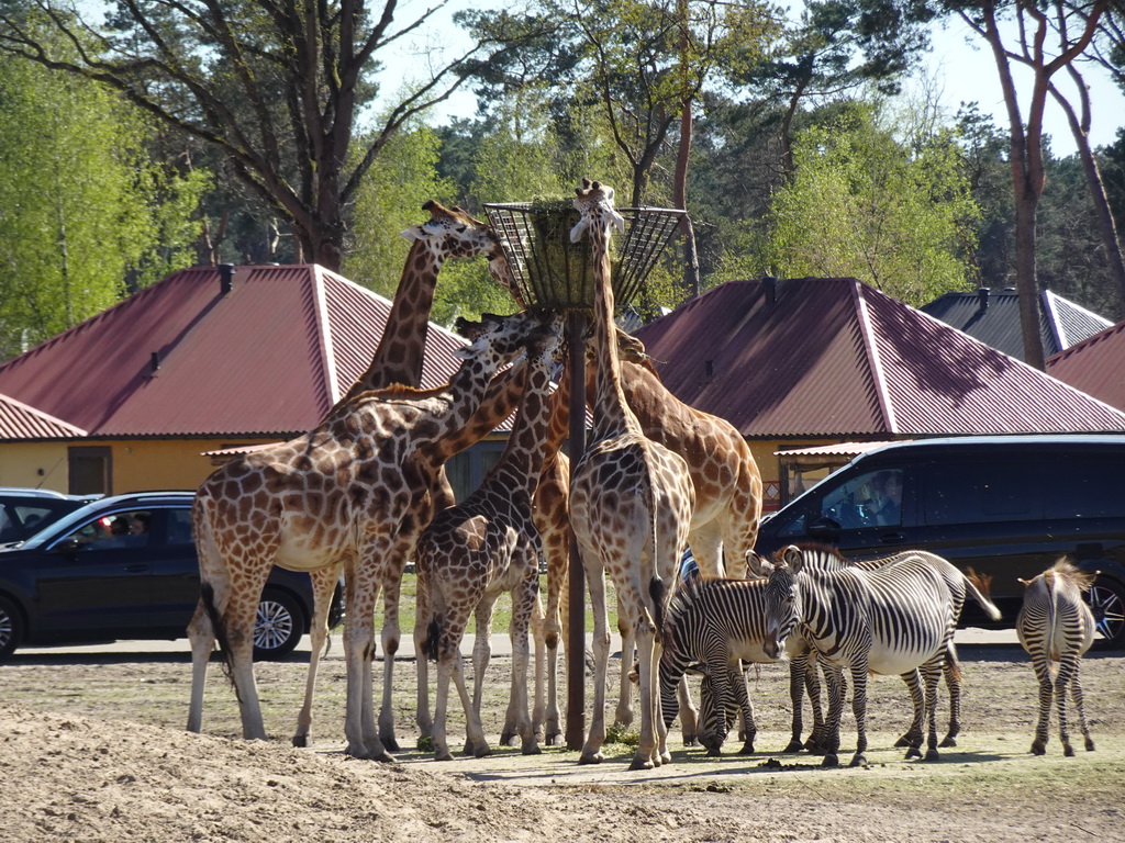 Rothschild`s Giraffes, Grévy`s Zebras and cars doing the Autosafari at the Safaripark Beekse Bergen, viewed from the playground near the Hamadryas Baboons