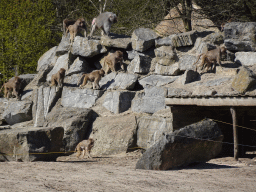 Hamadryas Baboons at the Safaripark Beekse Bergen