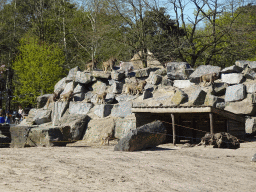 Hamadryas Baboons at the Safaripark Beekse Bergen