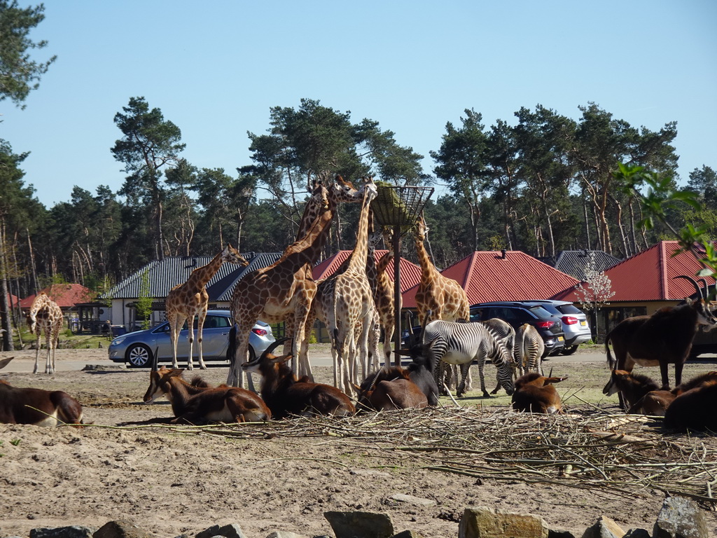 Rothschild`s Giraffes, Grévy`s Zebras, Sable Antelopes and cars doing the Autosafari at the Safaripark Beekse Bergen, viewed from the playground near the Hamadryas Baboons