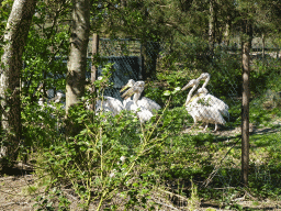 Great White Pelicans at the Safaripark Beekse Bergen