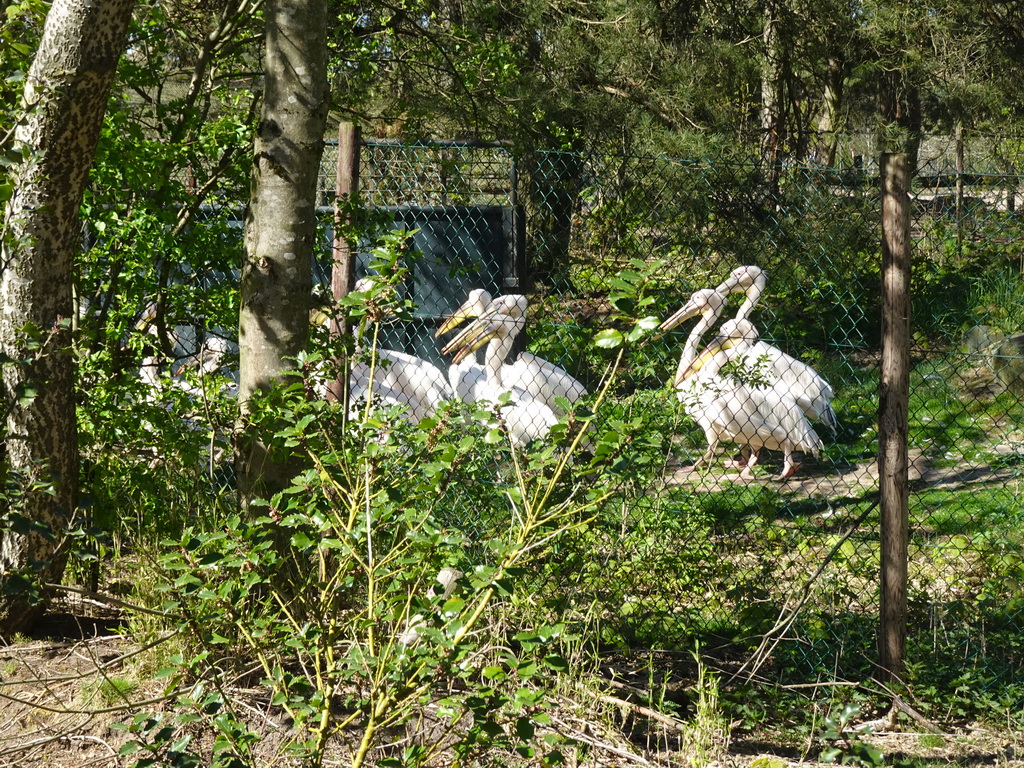 Great White Pelicans at the Safaripark Beekse Bergen