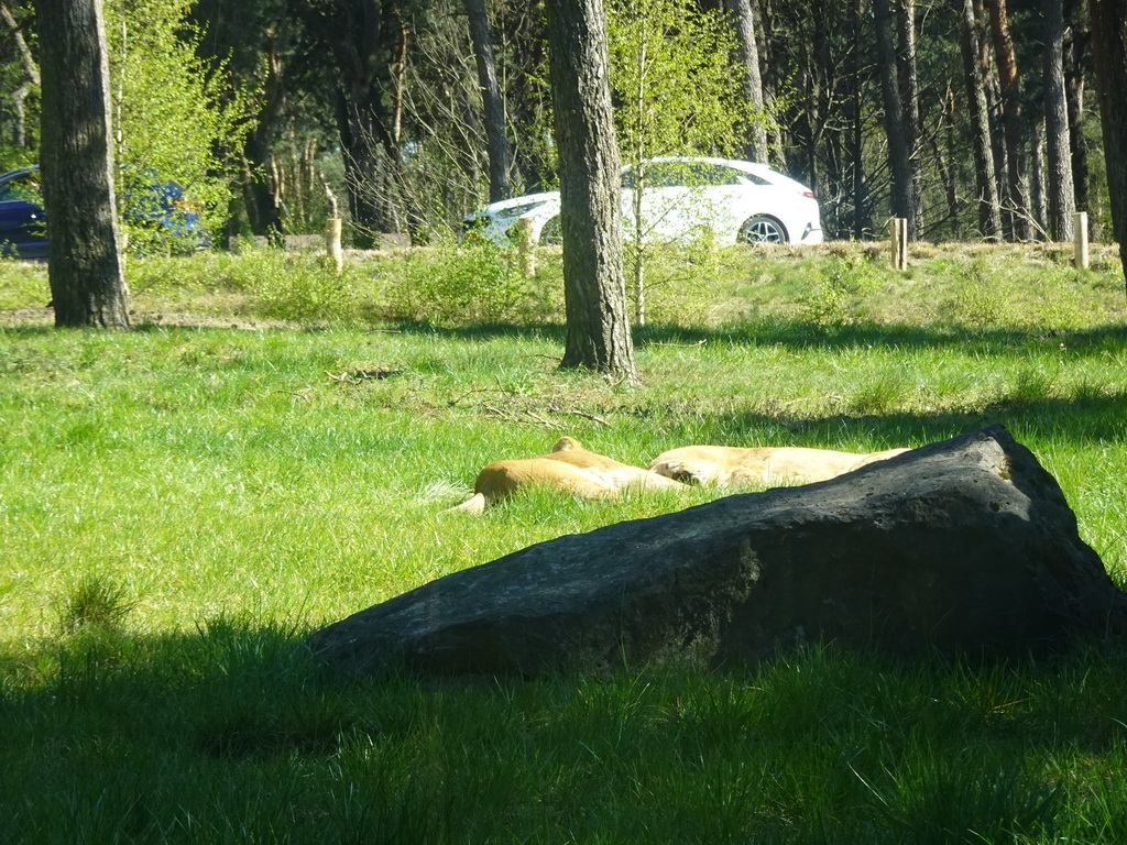 Lions at the Safaripark Beekse Bergen