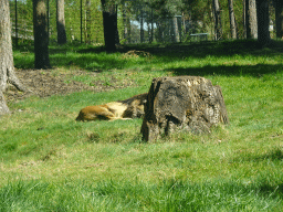 Lion at the Safaripark Beekse Bergen