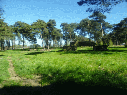 Lions at the Safaripark Beekse Bergen