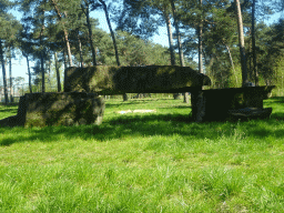 Lions at the Safaripark Beekse Bergen