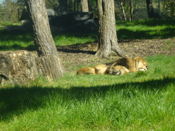 Lion at the Safaripark Beekse Bergen